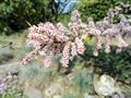 Tamarix Gallica